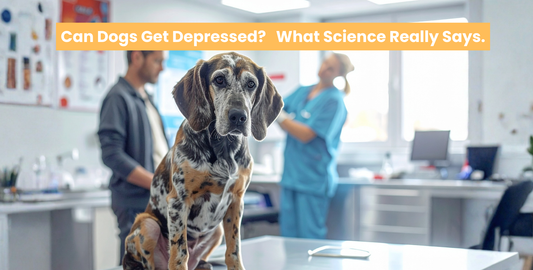 depressed hound dog in vet's office