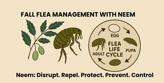 Neem's effect on the flea life cycle infographic