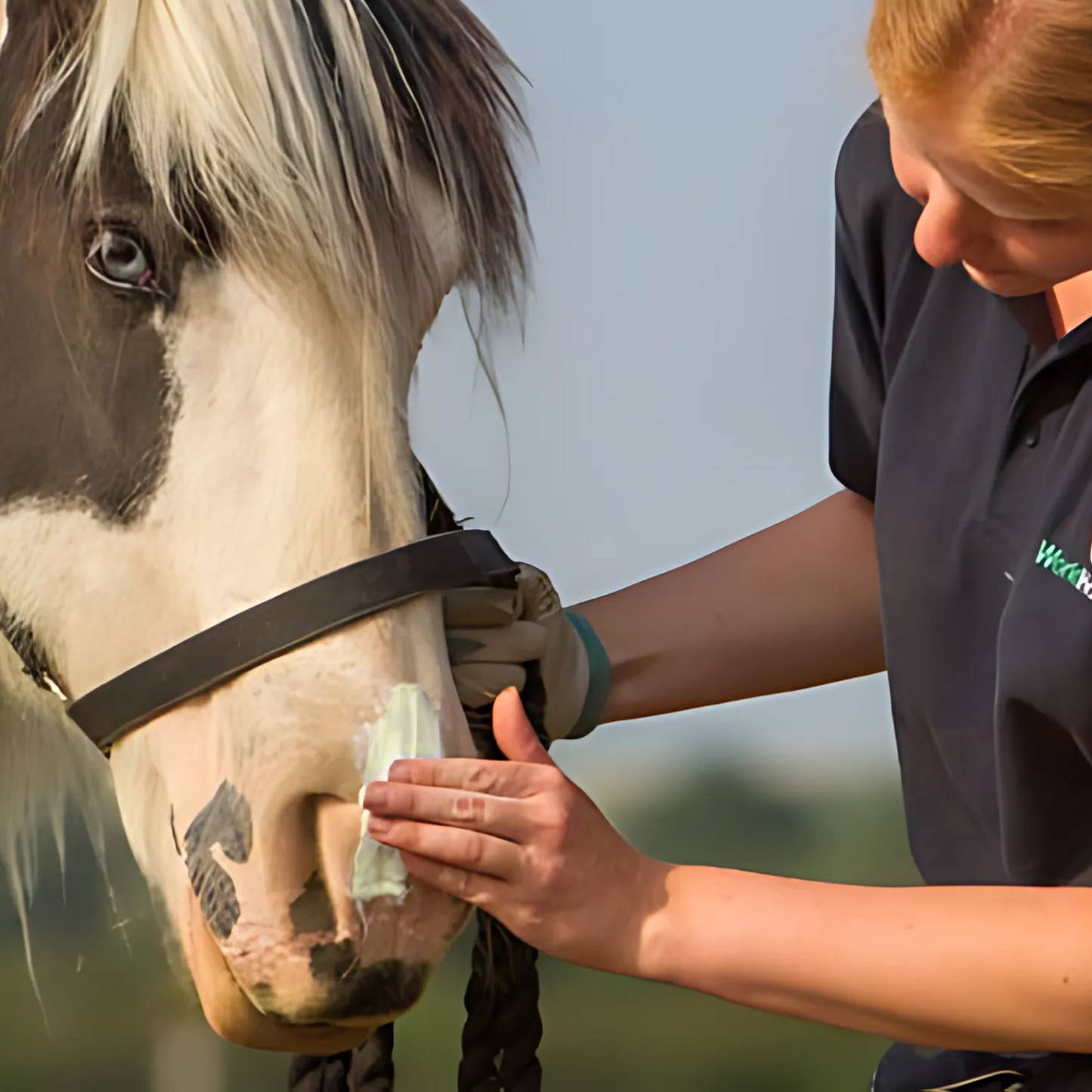 Person applying a sit stay forever sunscreen to a horse's muzzle outdoors