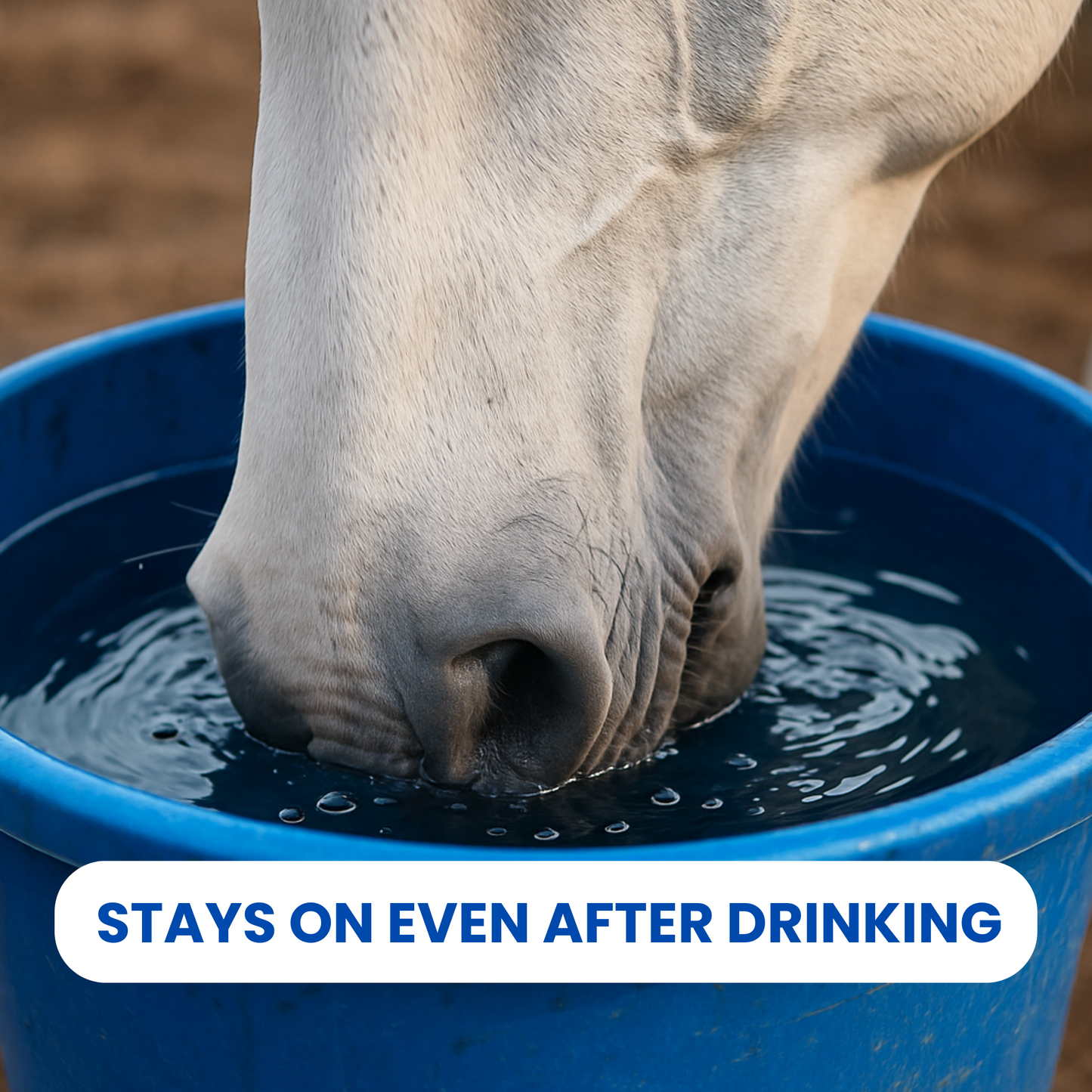 Horse drinking water from a blue bucket with text 'STAYS ON EVEN AFTER DRINKING'.