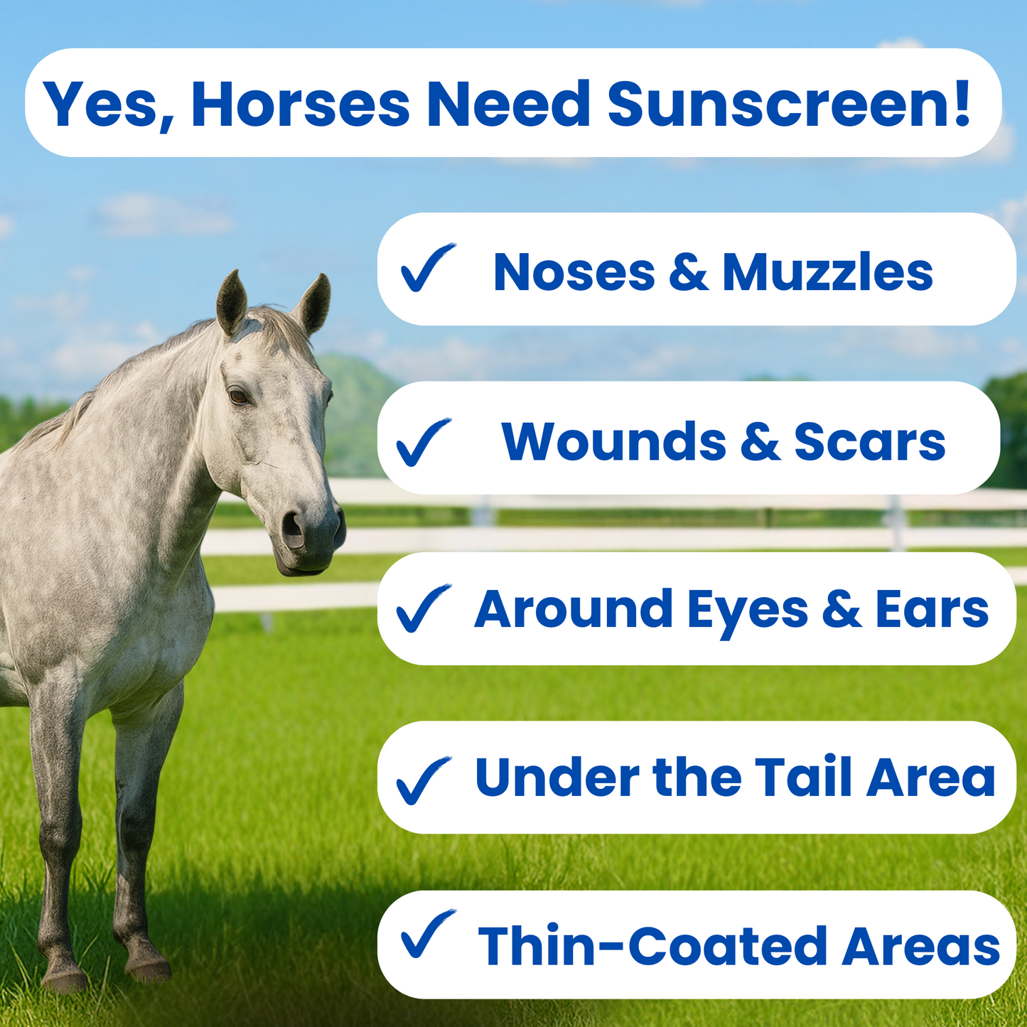 Horse standing in a grassy field with text about sunscreen application on horses.