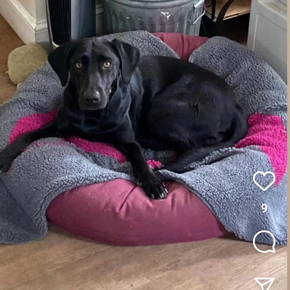 Organic Cotton Round Dog Bed