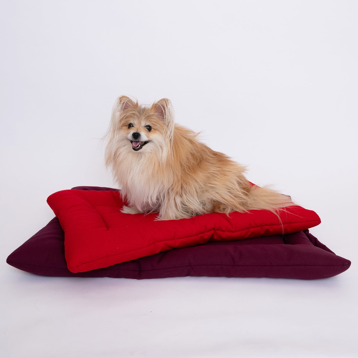 Pomeranian dog sitting on top of a plum and red colored Organic Cotton Square Dog Beds, organic dog bed