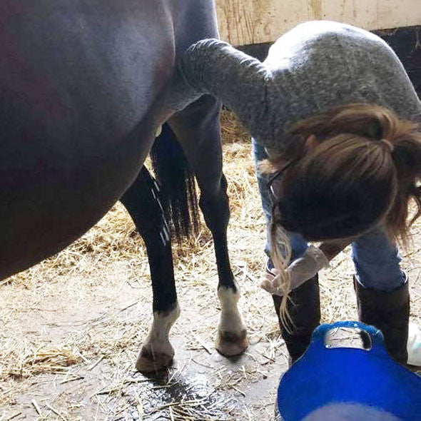 A person cleaning a horse's sheath, using Sit.Stay.Forever Neem & Hemp Sheath and Udder Cleaner soap.