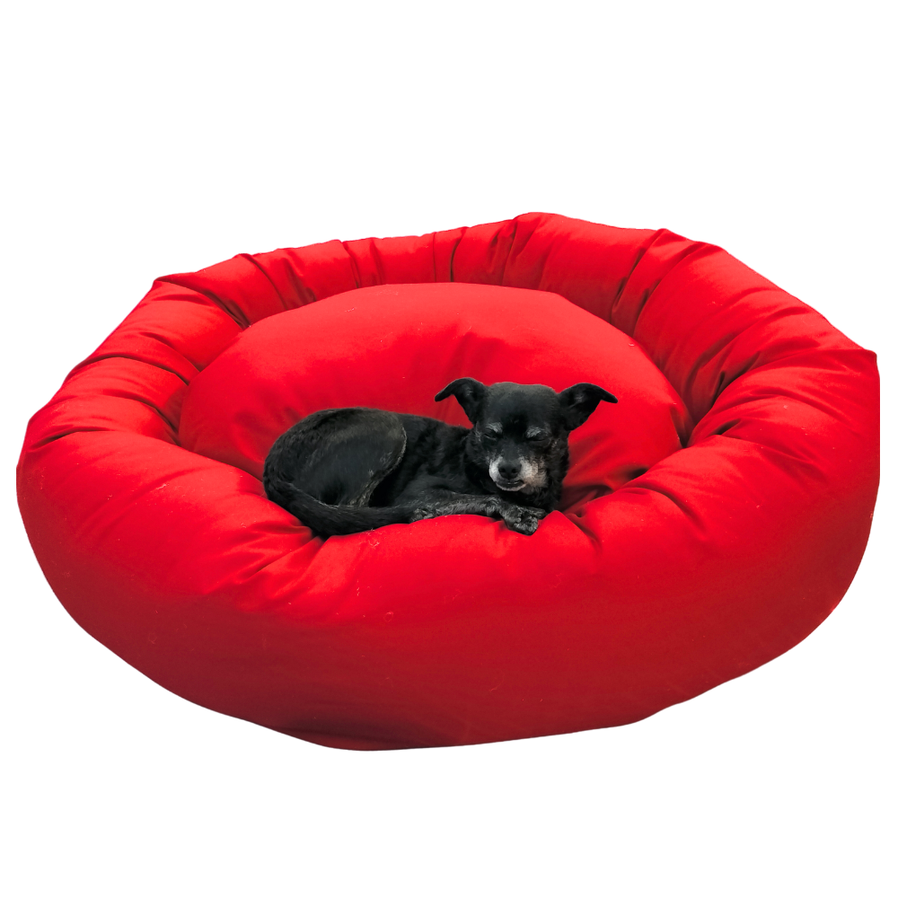 extra large bolster bed with black chihuahua laying in bed