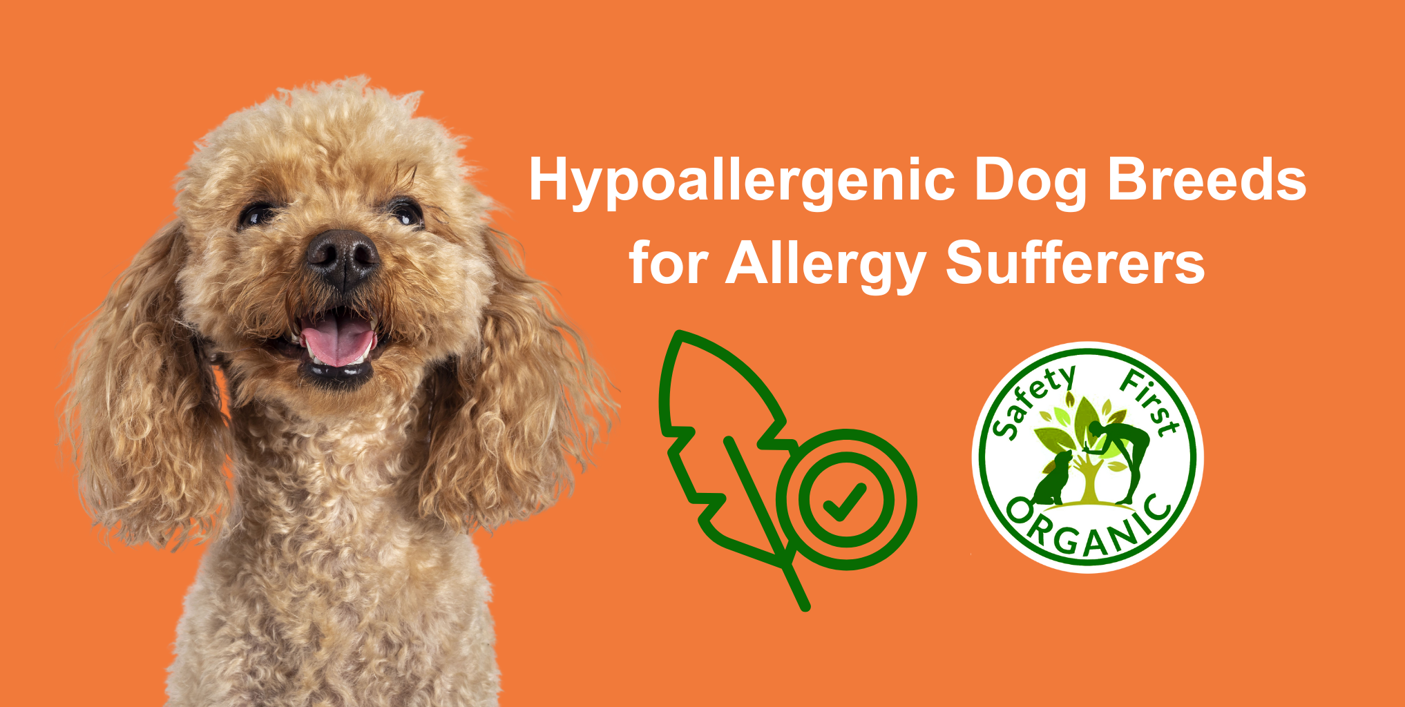 The Top 10 Hypoallergenic Dog Breeds for Allergy Sufferers – Sit. Stay ...