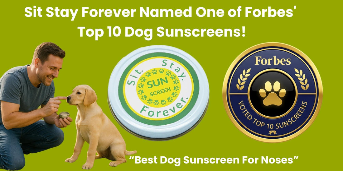 Banner image of a man applying Sit Stay Forever sunscreen to puppy's nose