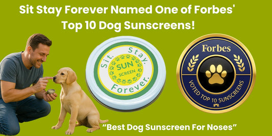 Banner image of a man applying Sit Stay Forever sunscreen to puppy's nose