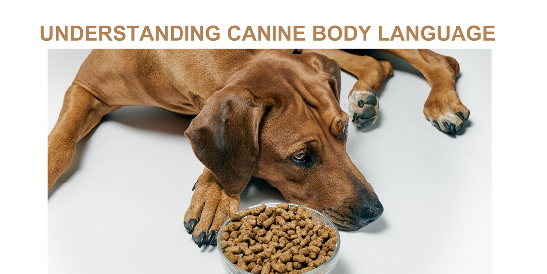 Understanding Canine Body Language