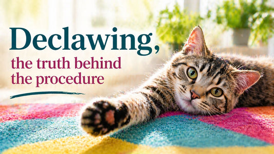 A image of a cat laying on its side stretching its pile with the text declawing the truth behind the procedure