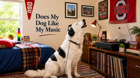 dog with head phone on in a college dorm howling to the record player