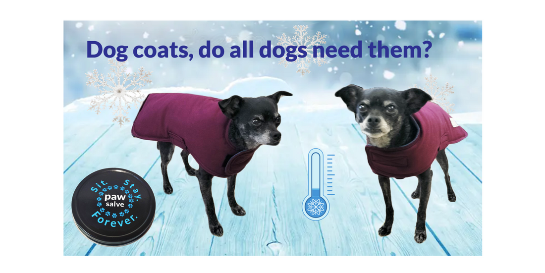 Dog Coats: Do All Dogs Need One?