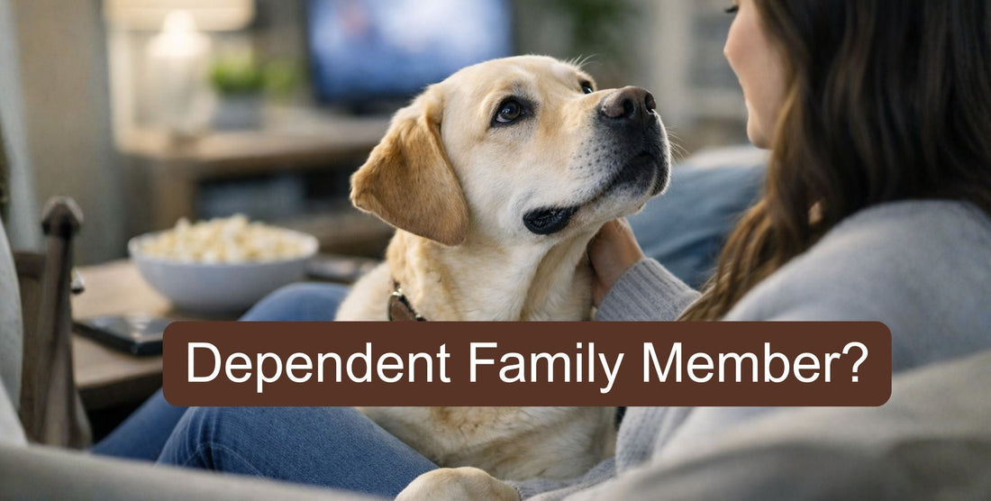 yellow labrador on sofa looking lovingly in its onwers eyes