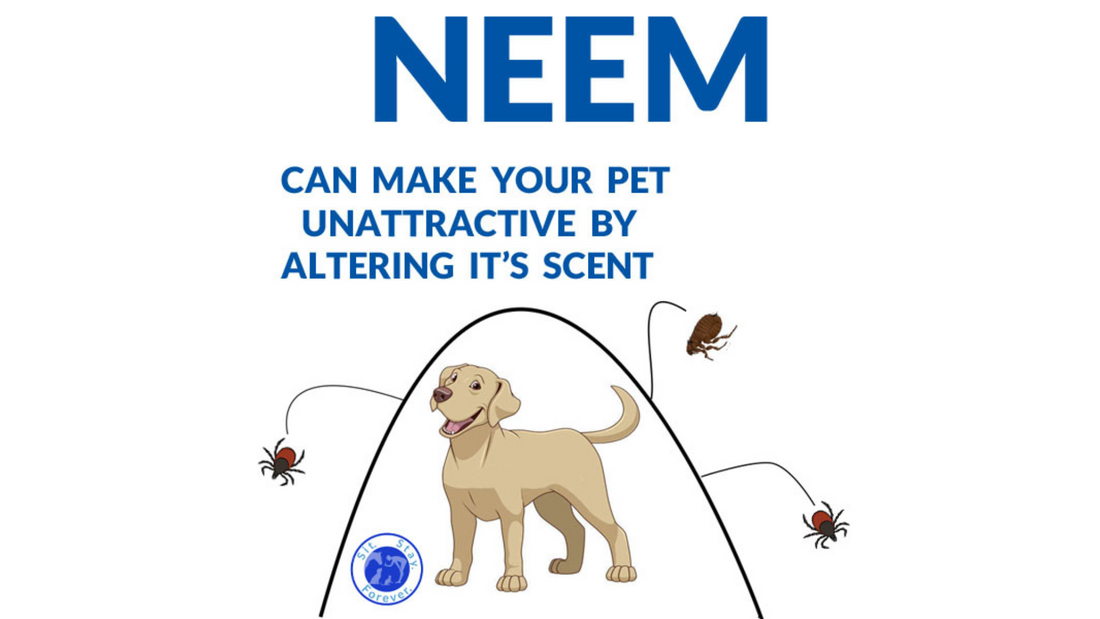 Neem as a Natural Flea Prevention for Dogs and Cats