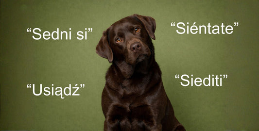 Why We Talk to Animals in “That Voice”: The Science of Pitch, Tone, and Pet-Directed Speech