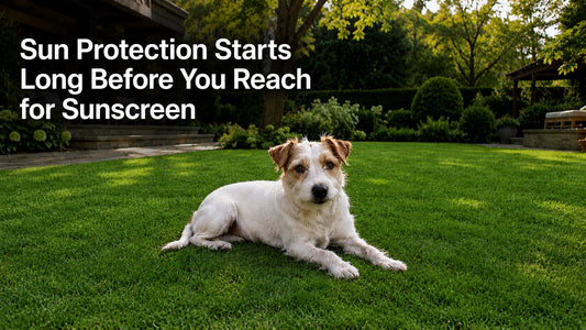 jack russell dog lying in backyard with the text Sun Protection Starts Long Before You Reach for Sunscreen
