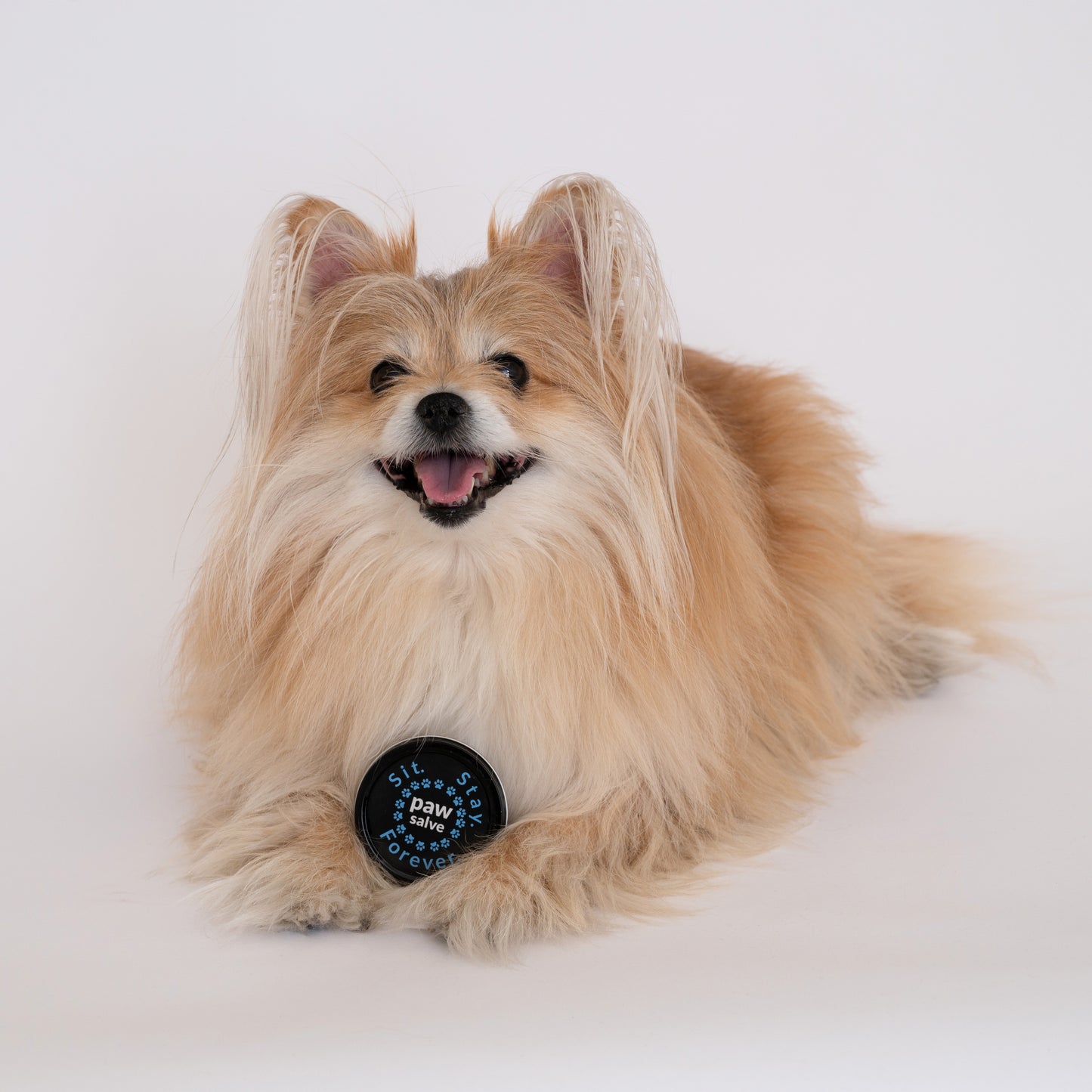 A small fluffy dog, possibly a Pomeranian, lying down with a happy expression, posing with a black tin labeled Sit.Stay.Forever. paw salve in front of it.