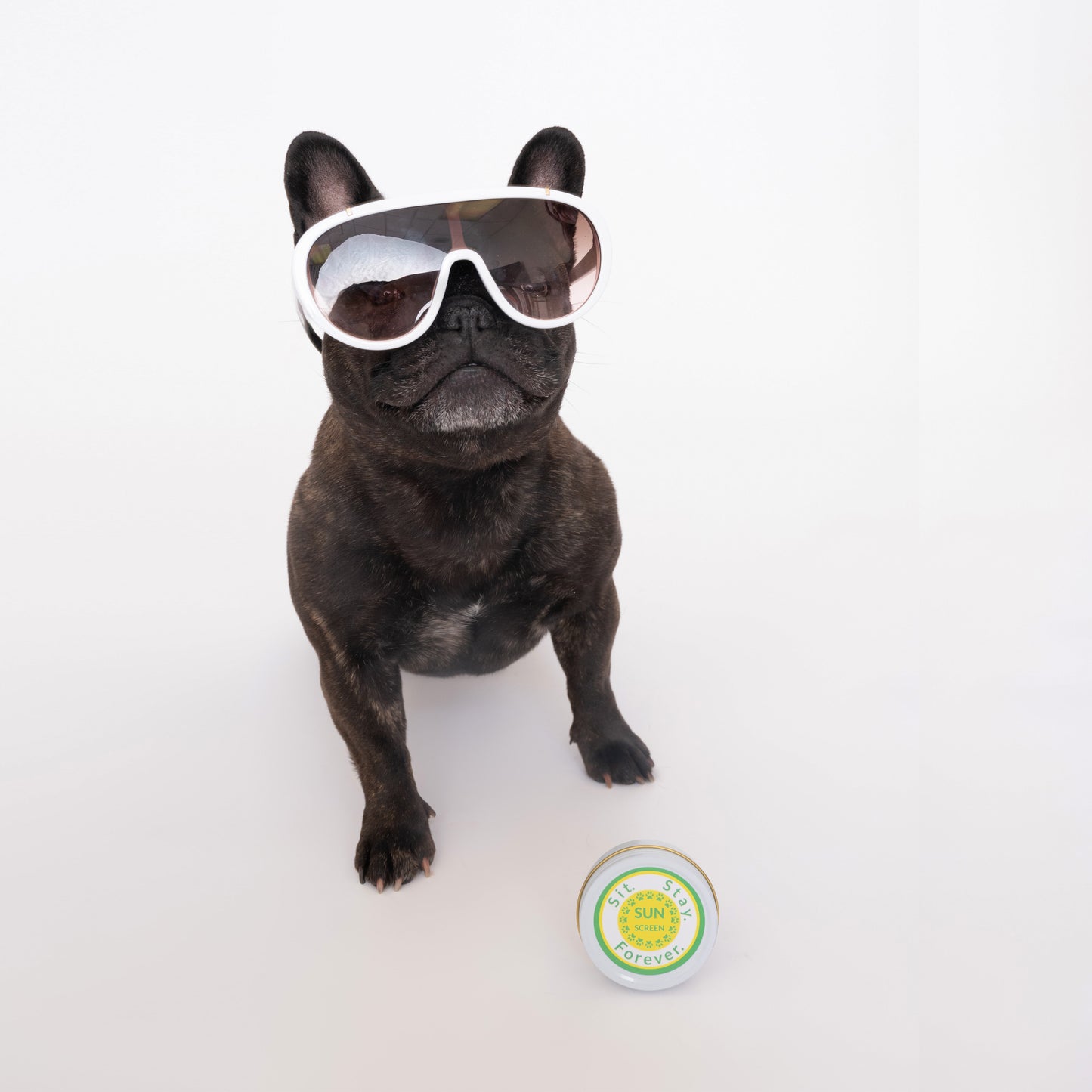 A black French Bulldog wearing white sunglasses, sitting with a round tin of Sit.Stay.Forever sunscreen in front of it.