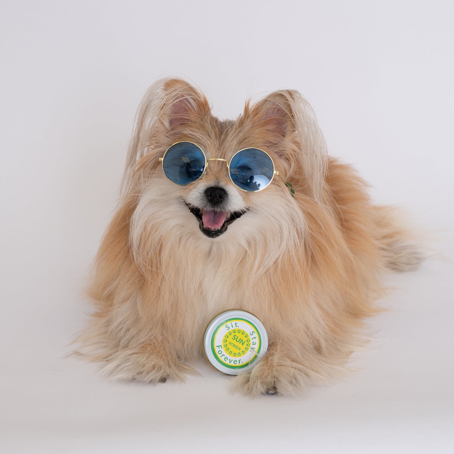 A small fluffy dog wearing blue sunglasses, lying down with a round tin of Sit.Stay.Forever sunscreen in front of it.
