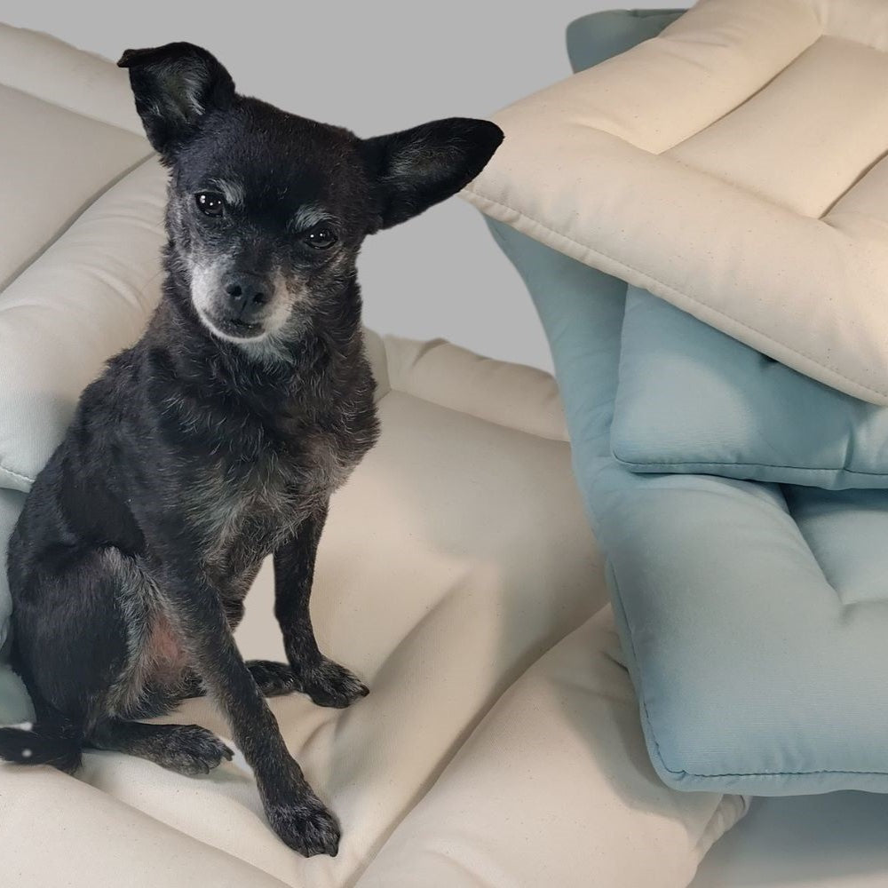 Small black dog sitting on a stack of Sit Stay Forever square organic cotton dog beds