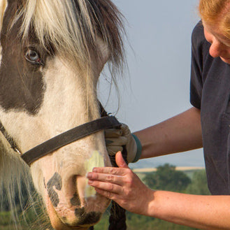 Sunscreen for Horses