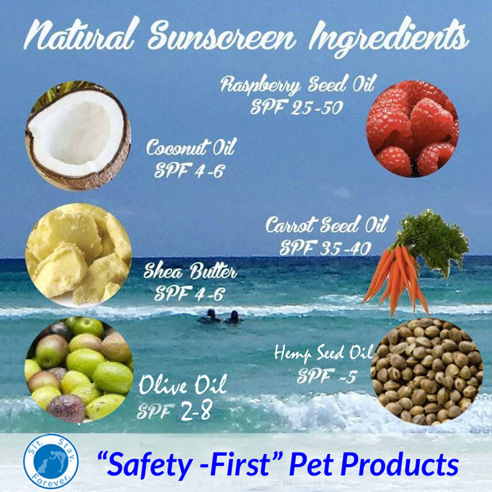  An informational graphic showing natural sunscreen ingredients with SPF values, including raspberry seed oil, coconut oil, carrot seed oil, shea butter, olive oil, and hemp seed oil. The background features a beach scene with the Sit.Stay.Forever logo and the text "Safety-First Pet Products."