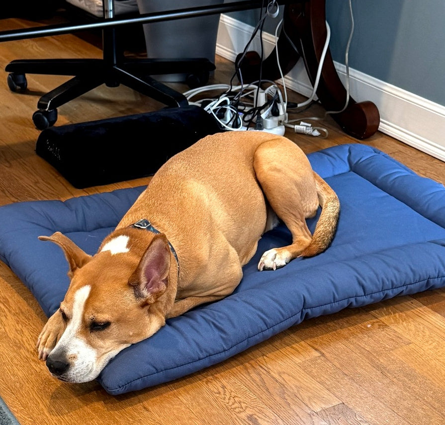 Dog lying on a Sit Stay Forever organic cotton square dog bed in an office setting